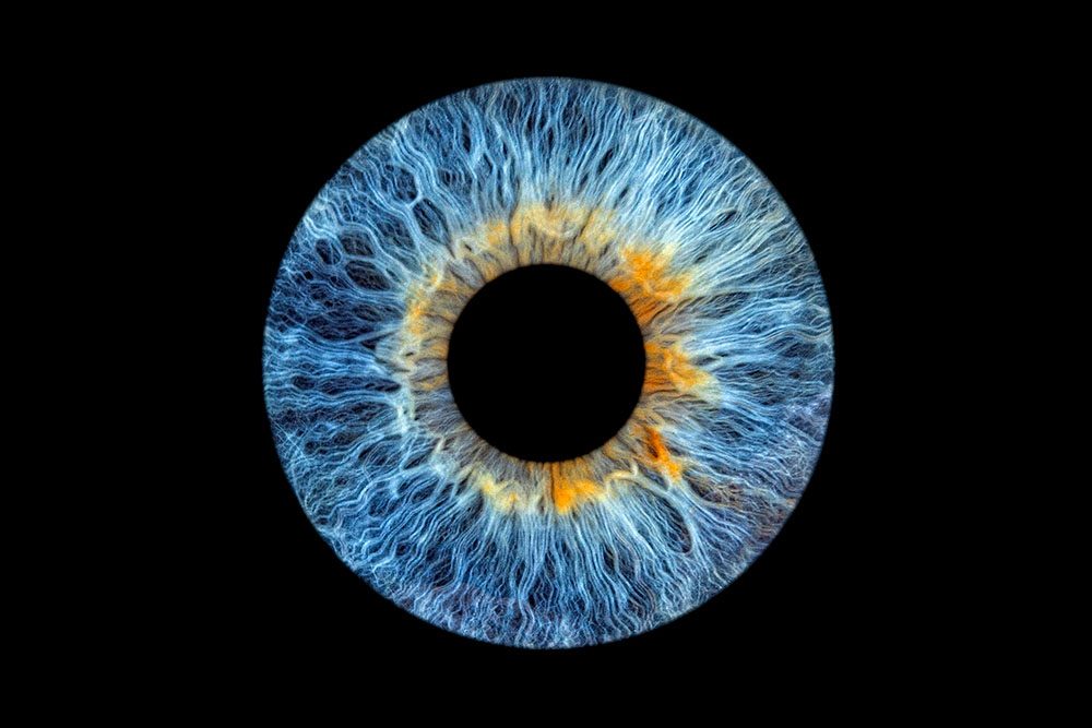 iris_1